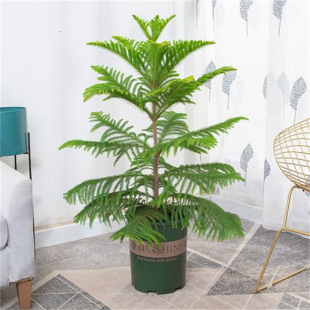 ������ �ɼ��С����ɼ���� �}�Q�仨���辰�����ļ����ԷNֲ����