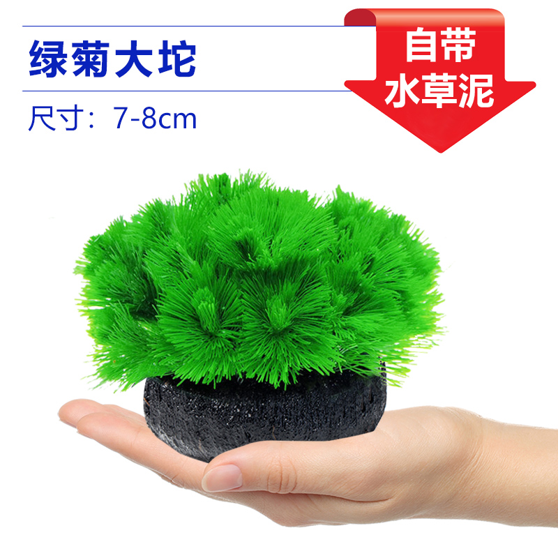 녹색 국화 큰 잔디 [얼리 어답터 가격]❤특별한 제안]