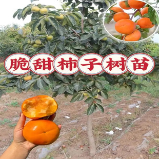 ���Ә���������ͥԺ�����������S�ձ�̫���ɿ����ϱ����ɷN