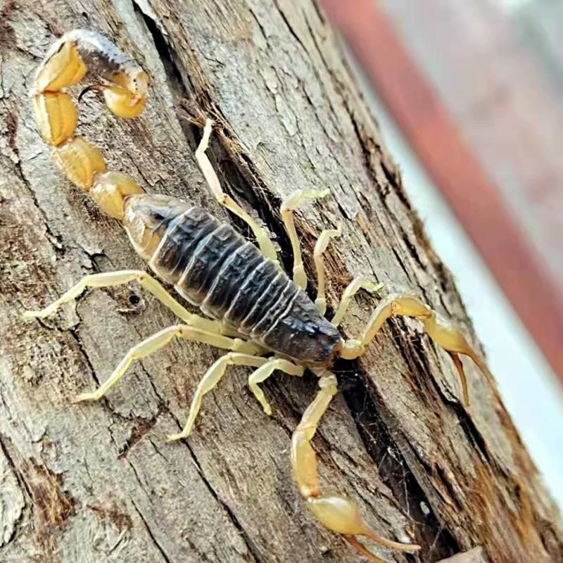 [Yimeng All Scorpion] Живые скорпионы Домашние животные игристое вино