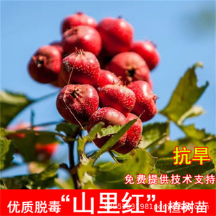 �޽��������ʹ�ɽ�������o���ش����ɽ高���ͥԺ�Nֲ����Y��
