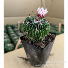 ����ֲ�����l�s3-4cm����������ǧ���f�������� ����������ԾGֲ