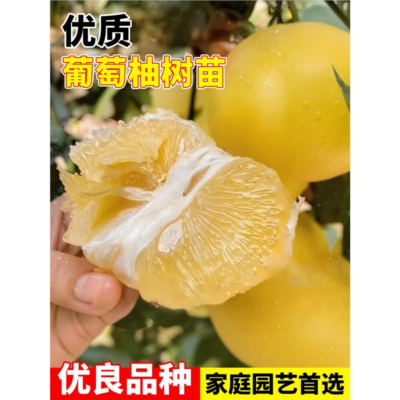 黄金超甜葡萄柚果苗嫁接台湾葡萄柚特大果树苗当年结果南北方种植