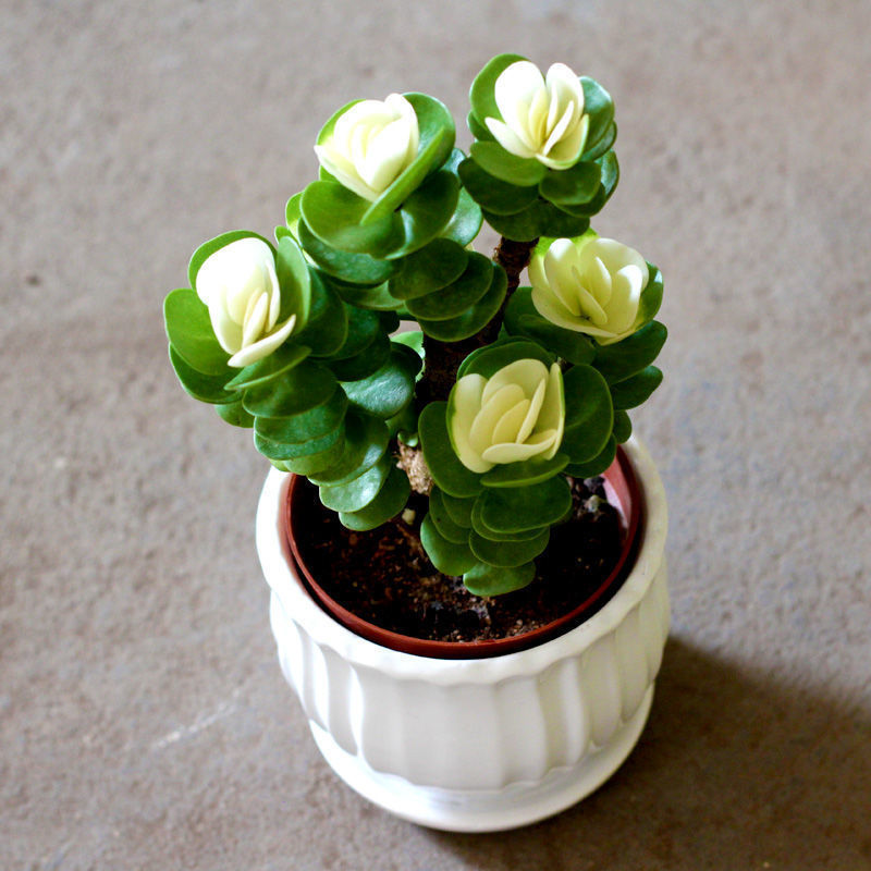 Money Tree Old Stump Potted Succulent Green Plant for Attracting Wealth, Easy-To-Care Indoor Office Desk Green Plant Flower Radiation-Proof Money Tree