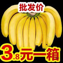 【香蕉批发】薄皮新鲜整箱当季包邮香蕉新鲜水果