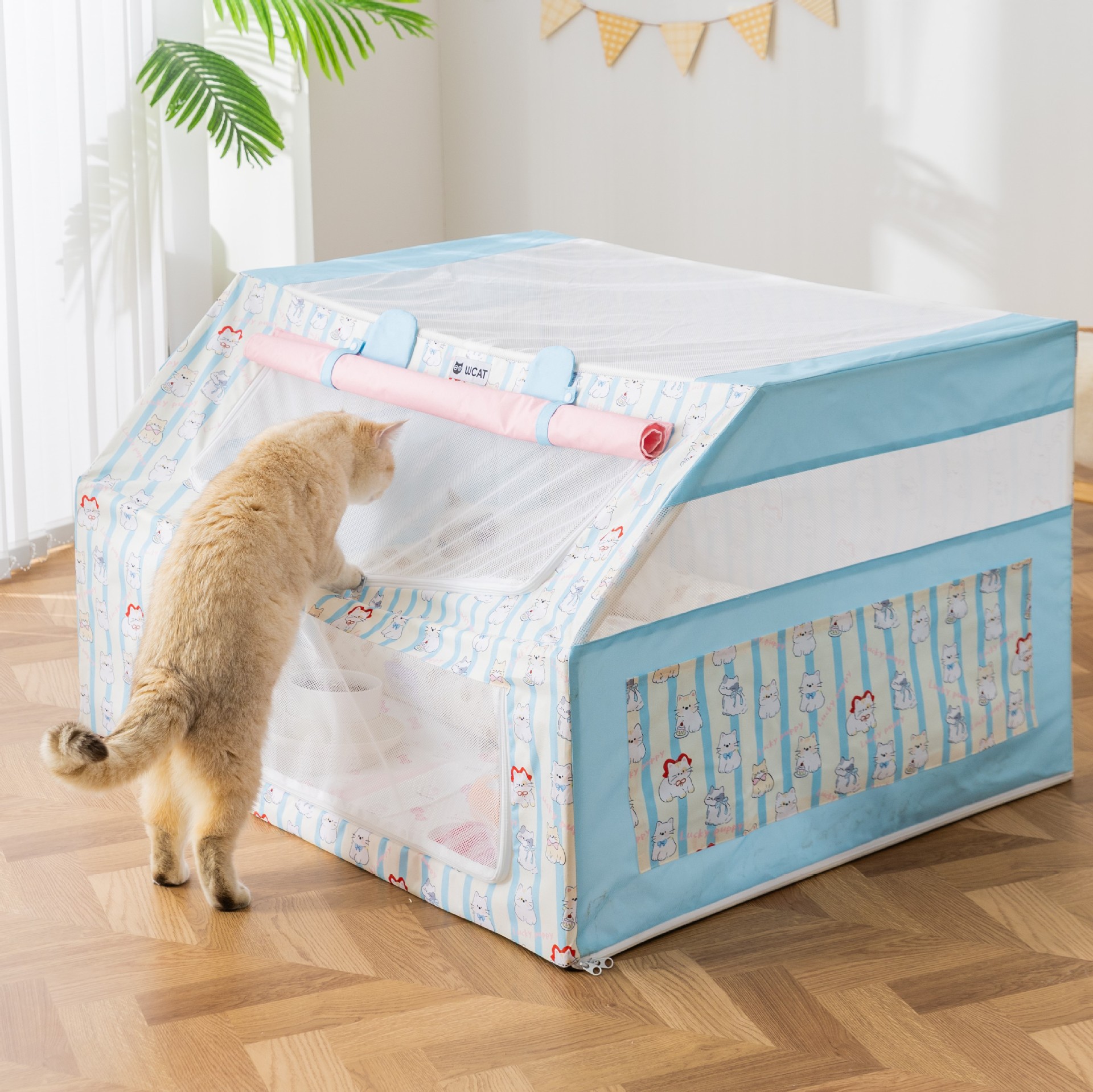 26 años de primavera y verano de gato anormal en sala de parto, gato embarazada, cachorro de gato, perro image 3