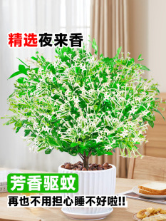 ҹ㻨Ծ㻨̨҃þGֲrļ_B