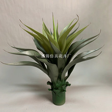 ����Gֲ�ʹ��m���Ի����辰�[����ֲ���߶��҃ȼ������m