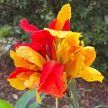 美人蕉花苗好养种球类水培室外庭院花卉花苗多年生四季开观花植物