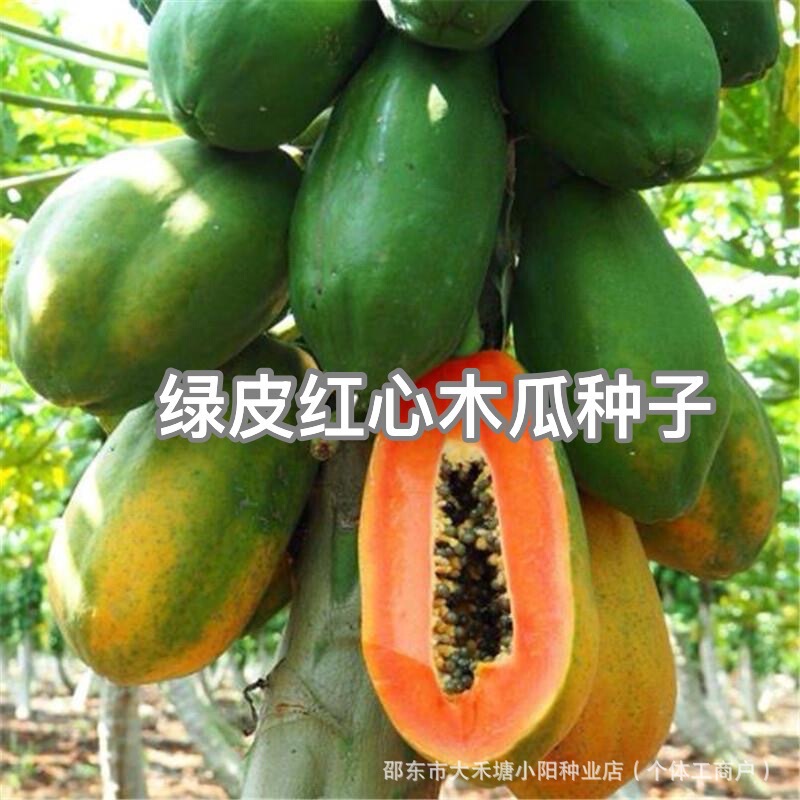 Green-Skinned Red-Heart Papaya Seeds for Garden Planting, Fruit Seeds, Red-Heart Papaya Seeds, Fresh and Disease-Resistant