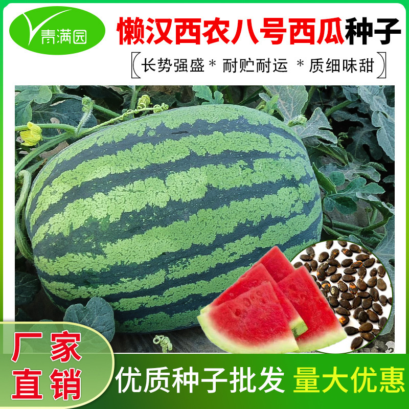 Wholesale Lazy Man's Melon King Watermelon Seeds, Spring Seeds, Early-Maturing, Super Sweet, Extra-Large, Giant Xinnong No. 8 Lazy Watermelon Wholesale Lazy Man's Melon King Watermelon Seeds, Spring Seeds, Early-Maturing, Super Sweet, Extra-Large, Giant Xinnong No. 8 Lazy Watermelon