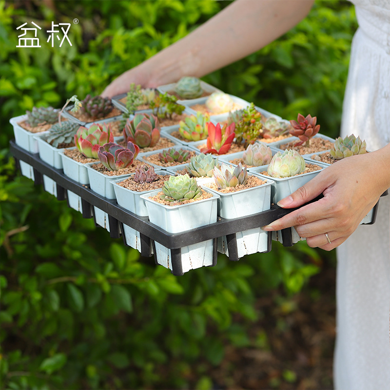 Uncle Ben's Shop Miwei Flower Pot 24-Grid Rack 7024 Storage Root-Control Pot Square Flower Rose Balcony with Tray