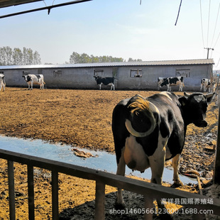 ������ţ�Bֳ�� 3-6����ţ�� ��˹̹��ţ����һ�^ ɽ�|�Bţ��