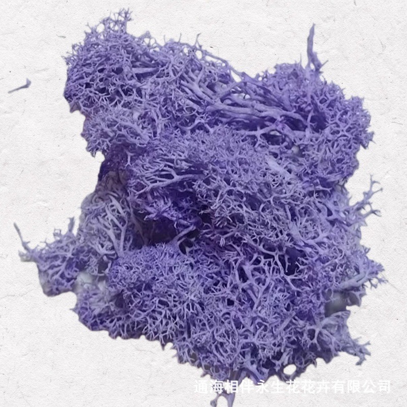 Light Violet·Eternal Moss