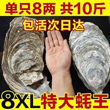 生蚝渤海冷水生蚝鲜活新鲜海蛎子特大牡蛎肉水产批发价包邮非乳山