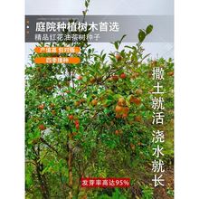 油茶种子 大果红花油茶种子 白花油茶 茶花山茶 茶树种子油茶树籽