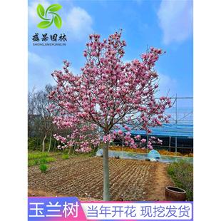 ���m���������ͥԺ�t���S�����m�������������ԾG���ͺ��L������