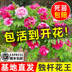 ĵ����������������ꖎ�����ĵ�����N�����p֦�ذ껨��ĵ��������