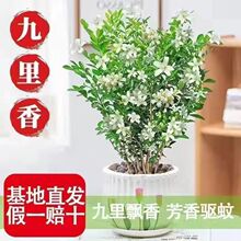 驱蚊虫九里香花卉盆栽浓香型四季开花老桩客厅阳台绿植物室内好养