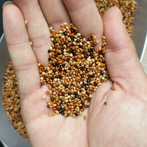 New grain five-color millet parrot feed bird food mixed grain black phoenix tiger skin peony bird food food shelled millet