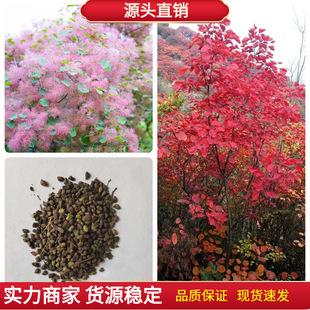 ��ľ�N���S���N�Ӽt�~�S���N�Ӽt���N�ӽ��~�S������ɽ�G����N��