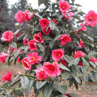 �Ͳ�N�� ����t���Ͳ�N�� �׻��Ͳ� �軨ɽ�� ���N���Ͳ����