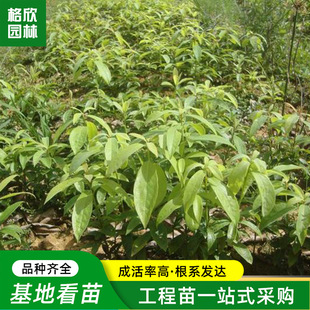 ��z�ľ���ļ������е���e��ͥԺ�^�p�ľ����Ҏ���Rȫ��z骘�