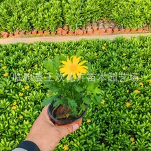 黄金菊景区绿化工程种植  盆栽盆景栽植观赏苗观花植物多年生苗