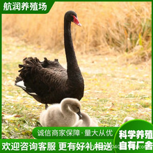 上海景区黑天鹅活体出售 商场互动黑天鹅租赁价格 黑天鹅蛋批发