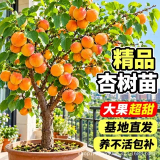嫁接杏树苗盆栽地栽当年结果金太阳红丰凯特杏树苗阳台庭院果树苗