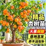 庭院地栽嫁接盆栽杏树苗