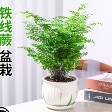 �F��ާ��ֲ���Կ͏d����ȩ�Gֲ�Pβާ�F�z���҃��ͺ����ާ�ֲ��
