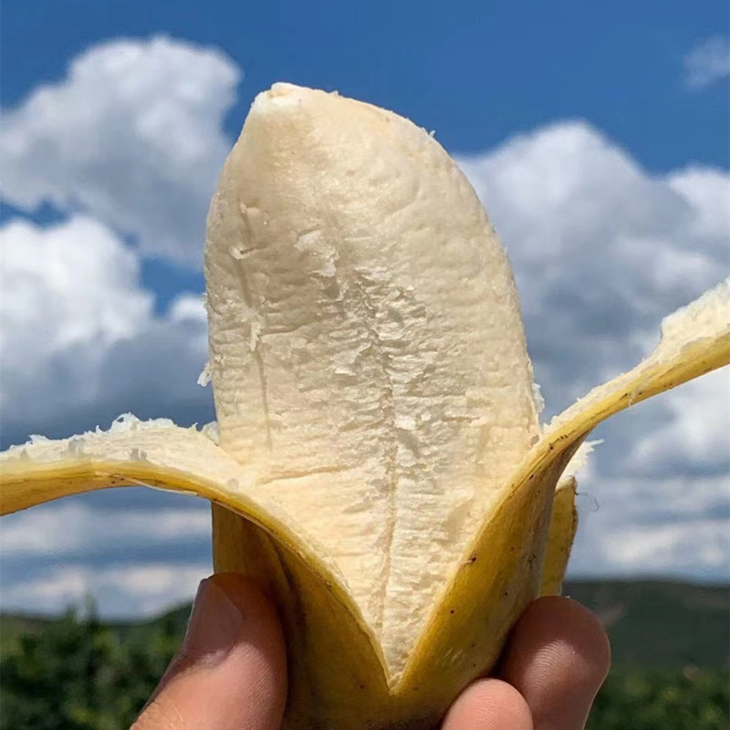 [Fujian Tulou Apple Banana Banana] Thin skin and thick meat. Non-millet bananas are now cut and distributed. 5 fresh fruits are distributed on behalf of each other.