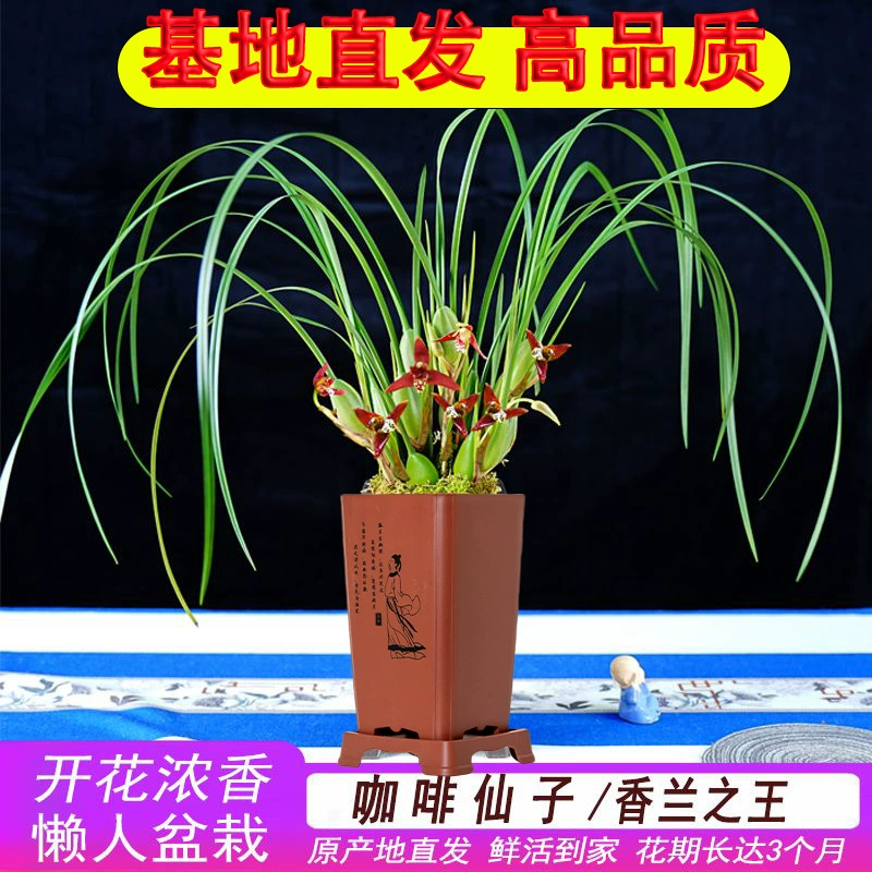 Прямые продажи молочного кофе в зернах с насыщенным ароматом орхидеи, сорт, который не умирает.