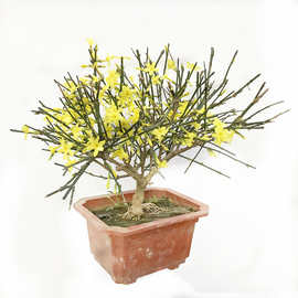 迎春花造型盆景老桩提根室内阳台花卉庭院盆栽四季好养垂钓植物
