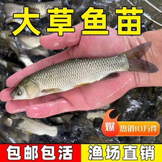 草鱼苗淡水活体淡水好养殖食用小鱼苗活物冷水皖鱼黑鱼草鱼活鱼苗