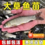 养殖冷水活体食用草鱼苗
