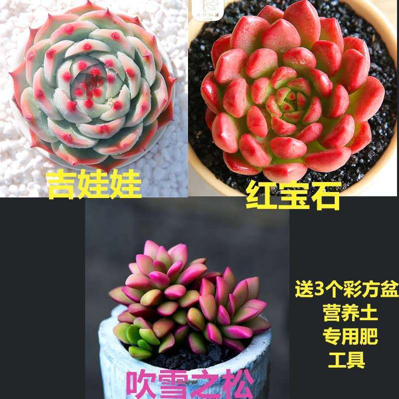 치와와 + 부스노우 + 루비 + 세면대가 필요합니다. 세면대 포함 주문