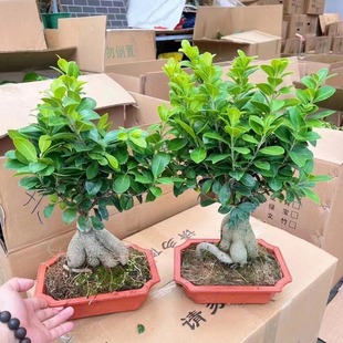 �˅��žGֲ���Ի����҃��k���������ܘ��ļ������ͺ��Ř����͘�