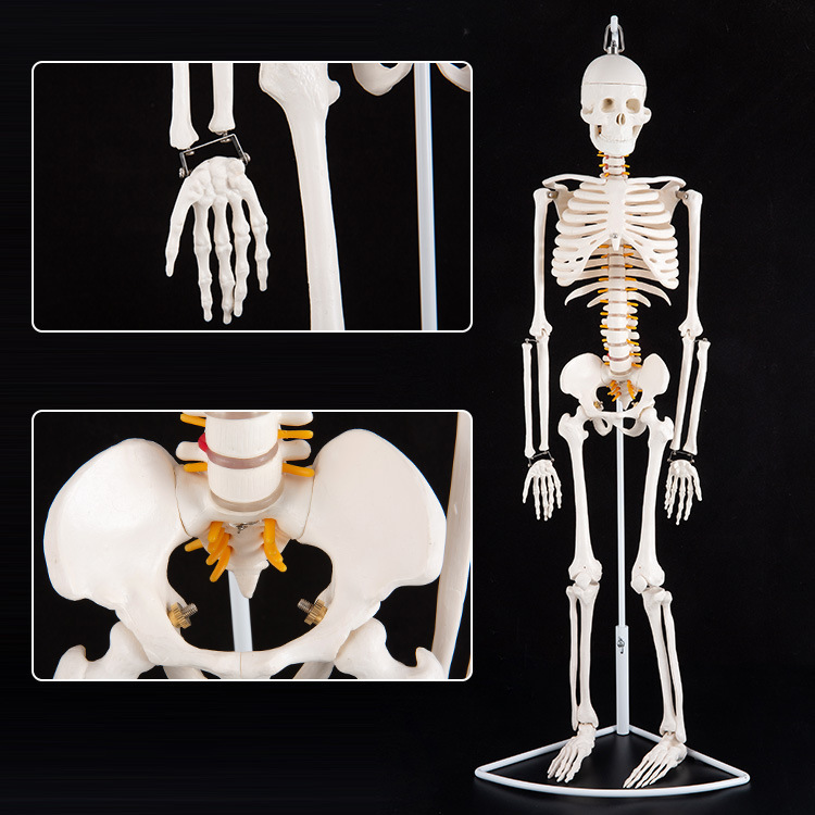 Physiological realistic removable skeleton, medicine toy, human bone