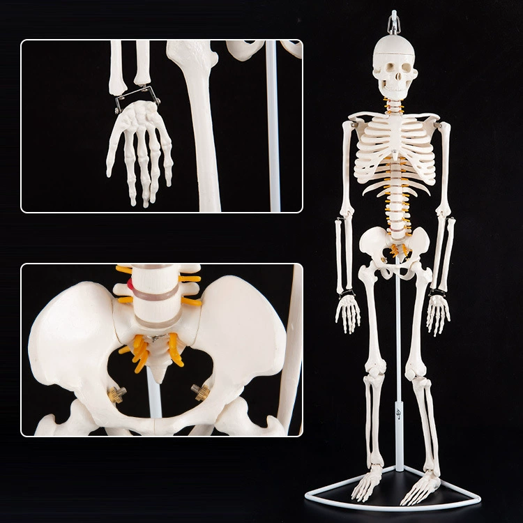 Physiological realistic removable skeleton, medicine toy, human bone