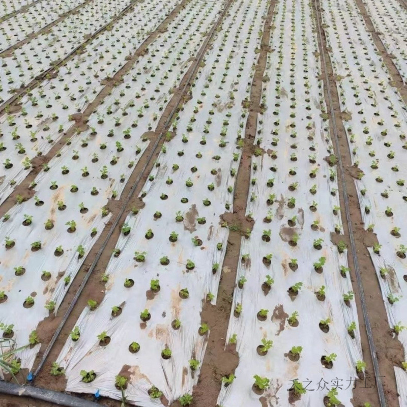 党参育苗专用打孔黑地膜各种药材蔬菜膜