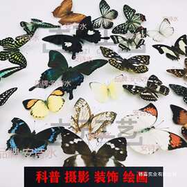 -品相真蝴蝶标本未展翅原蝶杂蝶昆虫幼儿园教学收藏摄影道具批发