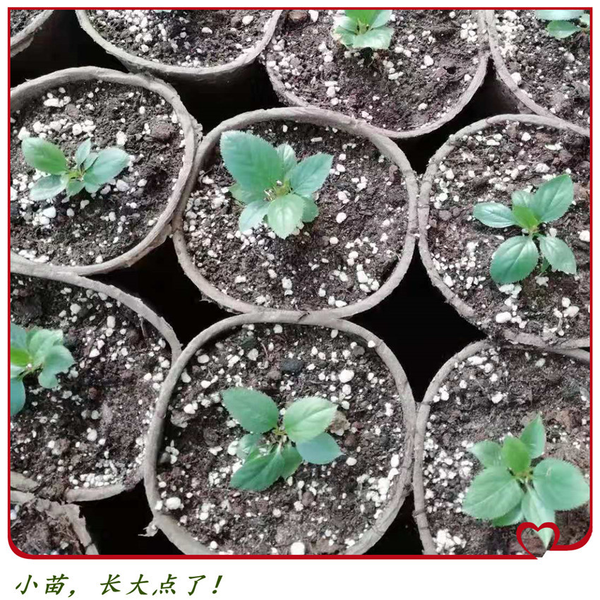 种植图33_副本
