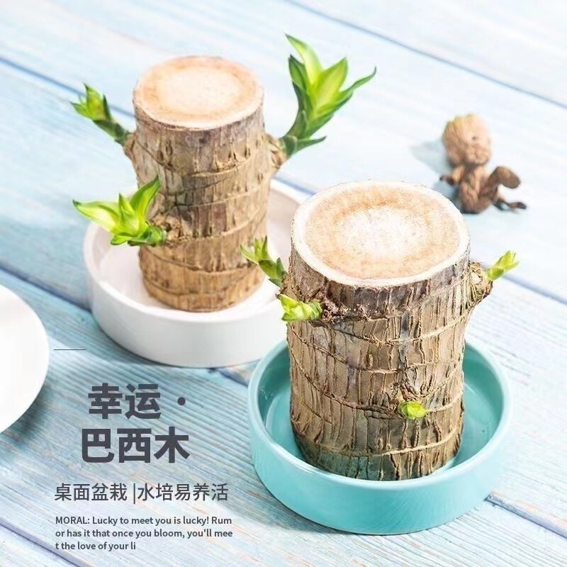 Wood Water-Cultured Four-Season Lucky Wood Groot Green Plant Potted Small Tree Man with Buds Indoor Hydroponics Easy to Grow Plants