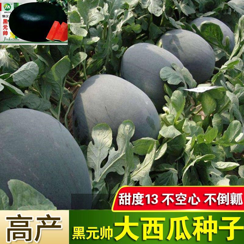 Lazy Man Black-Skinned Watermelon Seeds Farm Black-Skinned Watermelon Field Spring Sowing Fruit Seeded Watermelon Seeds