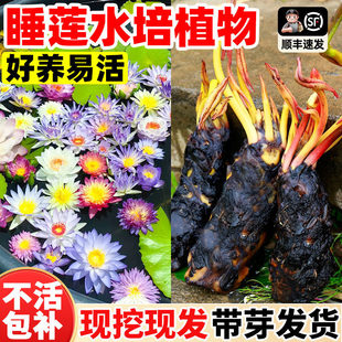 ˯ɏˮ��ֲ���ļ��_���~�׳����쾰ˮ�B�����҃����ͺ��^�p�Gֲ