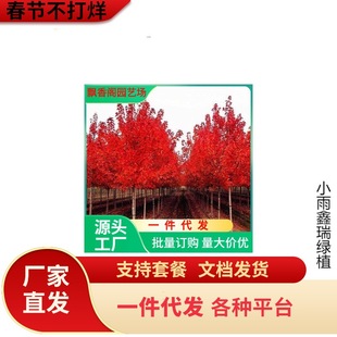 һ�����l�����t������t�ڵ����ձ��t���t�輧ͥԺ�G����ľ�^�p�L