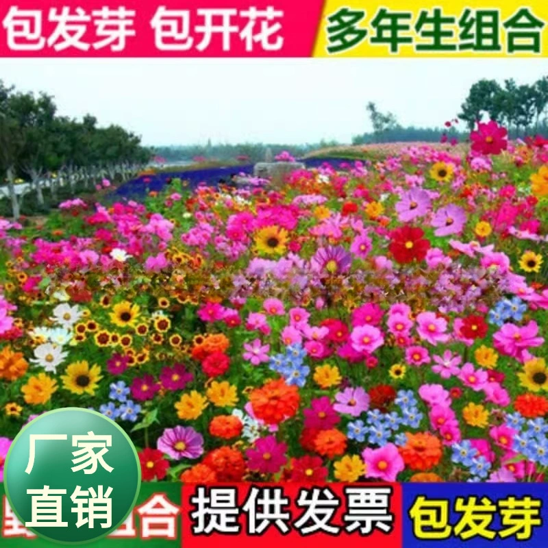 Полевые цветы комбинированные семена цветов персидские семена хризантемы