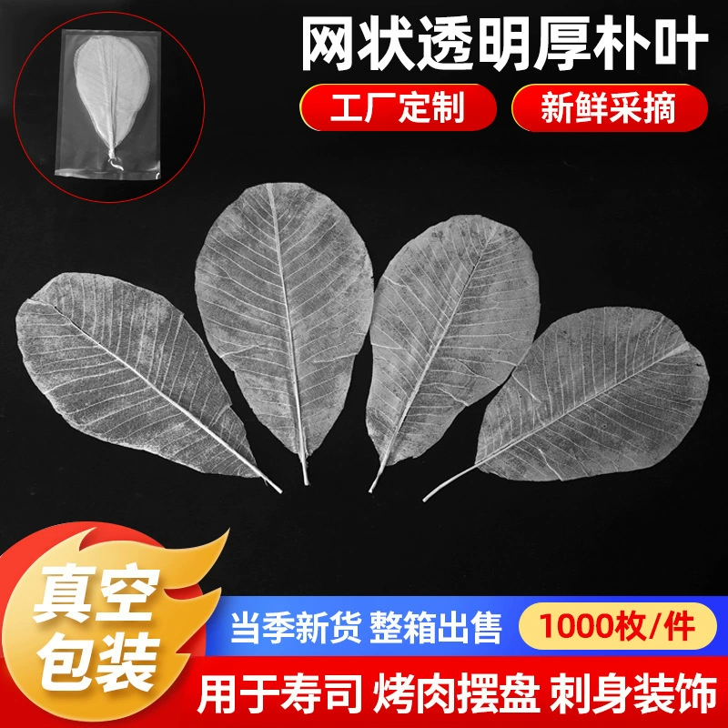 В наличии оптом Сетка прозрачные листья магнолии вакуумная упаковка целая коробка листьев магнолии японская тарелка для барбекю декоративные листья